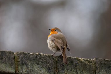 Güzel Avrupalı Robin (Erithacus rubecula) taş çitin üzerinde oturuyor. Doğal ortamda küçük bir kuş..
