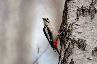 Dendrocopos major veya büyük benekli ağaçkakan, Picidae familyasından bir kuş türü..