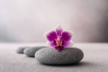 Gri arkaplanda Zen taşları ve pembe orkide çiçeği. Kopya alanı, sağlık ve uyum, masaj, spa ve vücut bakımı konsepti..