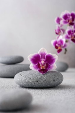 Gri arkaplanda Zen taşları ve pembe orkide çiçeği. Kopya alanı, sağlık ve uyum, masaj, spa ve vücut bakımı konsepti..