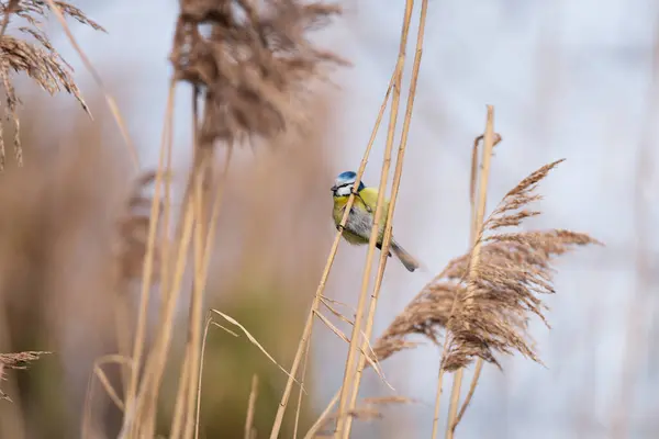 Blue tit sitting on a rush branch with a nice blurry background. Colorful small bird in its natural habitat.