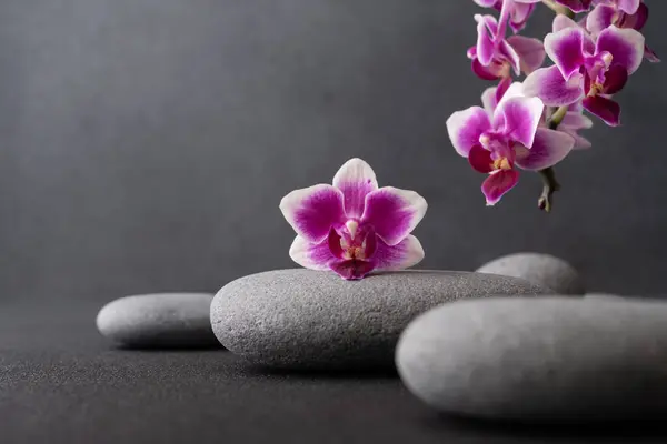 Zen Steine Und Rosa Orchideenblume Auf Dunklem Hintergrund Mit Kopierraum — Stockfoto