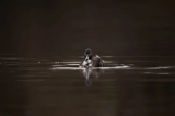 Göl Suyuna Yansıyan Bir Ördeğin Portresi Telifsiz Stok Fotoğraflar