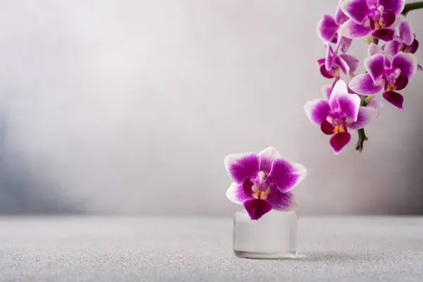 Szépség Lila Orchidea Szürke Háttérrel Spa Jelenet Fénymásoló Hellyel Stock Kép