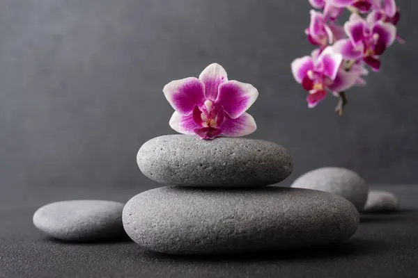 Zen Steine Und Rosa Orchideenblume Auf Dunklem Hintergrund Mit Kopierraum Stockbild