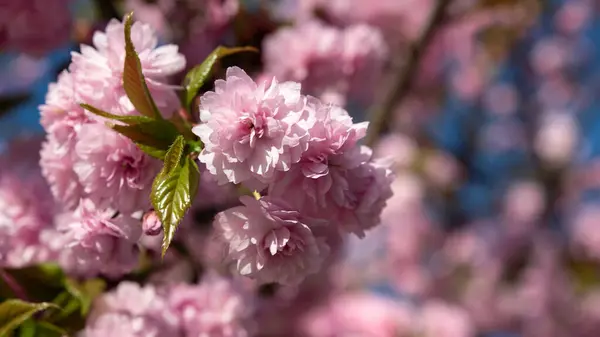 Sakura Fiorisce Piena Fioritura Fiori Ciliegio Giapponesi Piccoli Gruppi Ramo Foto Stock Royalty Free