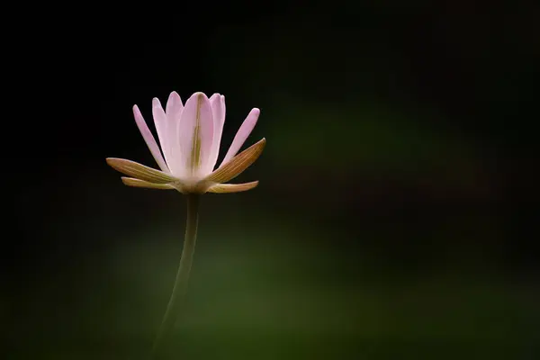 Рожева Водяна Лілія Або Квітка Nymphaea Красивому Садовому Ставку Тропічні Стокова Картинка