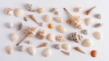 Beyaz arka planda çeşitli deniz kabukları koleksiyonu, üst manzara. Yaz konsepti arka planı.