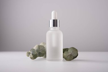 Pipetli serum şişesi ve gri arka planda okaliptüs. Cilt bakımı ürünleri için yakın plan buzlu cam kap..
