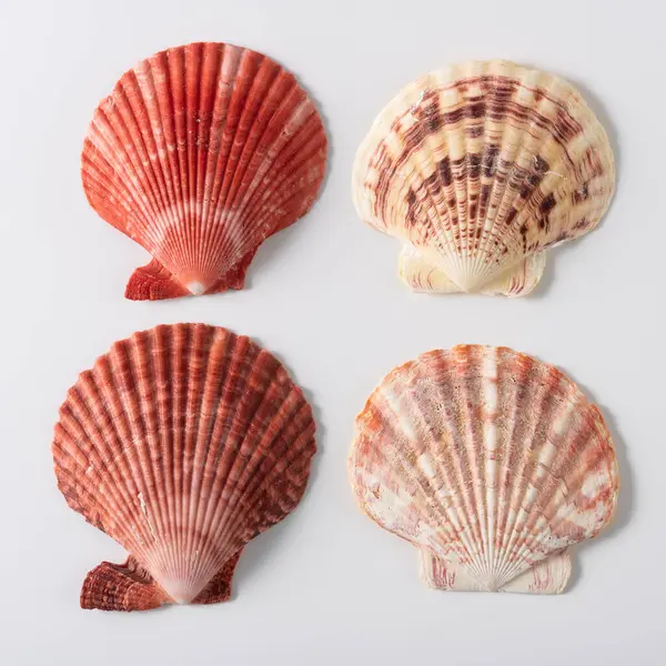 Conjunto Cuatro Conchas Concha Sobre Fondo Gris Océano Mar Playa Fotos De Stock