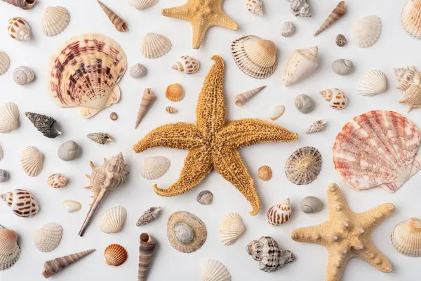 Coleção Várias Conchas Mar Exóticas Estrelas Mar Fundo Branco Vista Fotos De Bancos De Imagens
