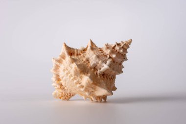 Açık gri arka planda güzel bir deniz kabuğu, stüdyo çekimi. Yaz konsepti için dekoratif öğe.