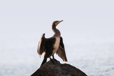 Büyük karabatak taşın üzerinde duruyor ve mavi deniz arka planında kanatları kurutuyor. Vahşi su kuşu doğal yaşam alanında..