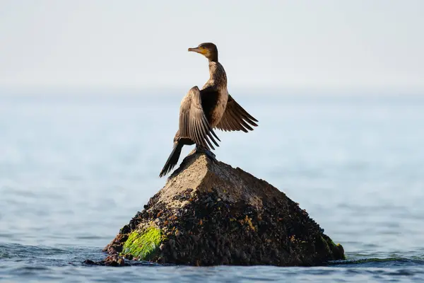 stock image Great cormorant standing on the stone and drying wings on the blue sea background. Wild water bird in the natural habitat.