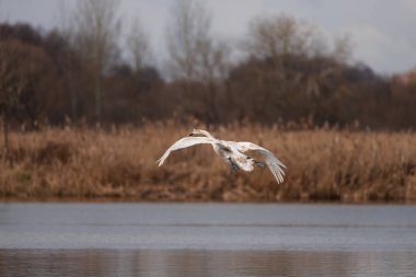 Baharın başında sakin bir gölün üzerinde uçan kuğu. Doğal ortamında ağaçlar ve kamışlarla çevrili vahşi bir kuş. Özgürlük, doğa ve sükunet kavramı. Zarif vahşi yaşam devam ediyor..