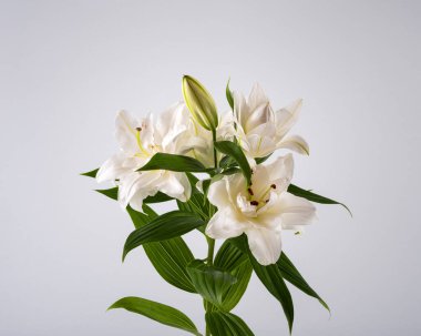 Yeşil yapraklı beyaz zambak ve yumuşak gri arka planda izole edilmiş bir tomurcuk. Zarif, taze ve doğal çiçek kompozisyonu, güzellik, saflık ve romantik kavramlar için mükemmel..