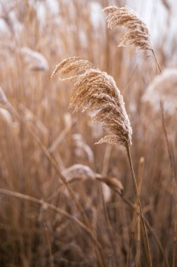 Karla kaplı bir sazlığa yakın çekim. Kış doğasının narin güzelliğini yakalıyor. Yumuşak, donmuş dokular, minimalist ve dingin bir estetik, sakinlik ve saflığı çağrıştırıyor..