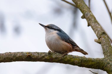 Keskin gagasını, tetikte bakışlarını ve sakin ve huzurlu doğal ortamdaki narin tüylerini sergiliyor..