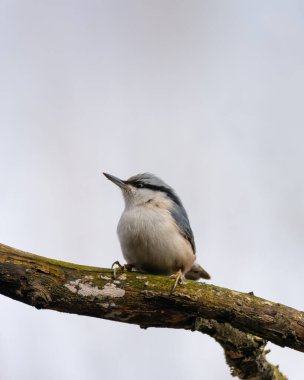 Açık mavi gökyüzüne karşı bir ağaç dalına tünemiş bir tımarhane. Parlak ışık ve keskin tüy detaylarıyla doğal ortamda yakalanan küçük vahşi kuş..