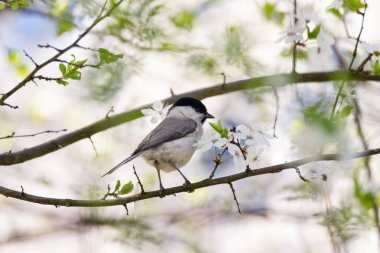 Titmouse baharda açan kiraz dalına tünemişti. Narin çiçekleri ve doğal arka planı olan kuşun yakın çekimi. Yumuşak ışık, mevsimlik vahşi yaşam ve canlı renkler..