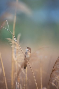 Savi 'nin bülbülü doğal ortamdaki bir sazlıkta şarkı söylüyor. Yaz ışığında küçük kahverengi kuşun yakın çekimi. Vahşi bataklık ortamında şarkının ortasında yakalanmış. Doğa, kuş izleme ve vahşi yaşam temaları için ideal..