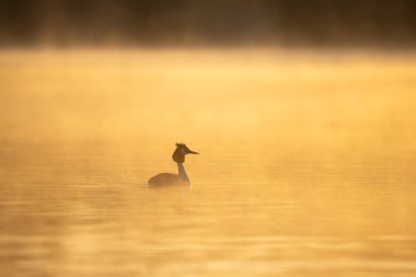 Durgun gölün üzerindeki altın sabah ışığında büyük ibikli yunus balığı. Gün doğumunda sisli suda yüzen siluetli kuş. Yumuşak yansımalı ve sakin atmosferli huzurlu doğa sahnesi.