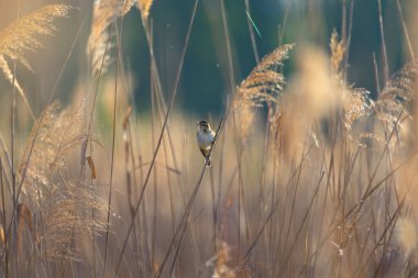 Savi 'nin bülbülü doğal ortamdaki bir sazlıkta şarkı söylüyor. Yaz ışığında küçük kahverengi kuşla manzara. Vahşi bataklık ortamında şarkının ortasında yakalanmış. Doğa, kuş izleme ve vahşi yaşam temaları için ideal..