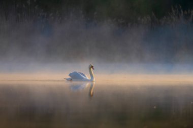Yalnız bir kuğu gün doğumunda sisli bir gölde huzur içinde süzülür. Yumuşak altın ışık ve durgun su kusursuz yansıması ve doğal uyumu olan dingin, ruhani bir atmosfer yaratır..