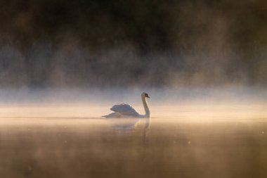 Yalnız bir kuğu gün doğumunda sisli bir gölde huzur içinde süzülür. Yumuşak altın ışık ve durgun su kusursuz yansıması ve doğal uyumu olan dingin, ruhani bir atmosfer yaratır..
