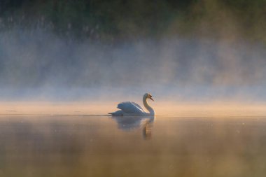 Yalnız bir kuğu gün doğumunda sisli bir gölde huzur içinde süzülür. Yumuşak altın ışık ve durgun su kusursuz yansıması ve doğal uyumu olan dingin, ruhani bir atmosfer yaratır..