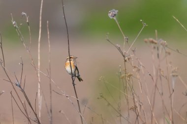 Bir bahar tarlasında kuru çimlere tünemiş gagasında dalları olan bir taş heykel. Yabani otlaklarda kuş yetiştirme yuvası. Vahşi yaşam, doğa, ekoloji ve ebeveynlik kavramları için ideal..