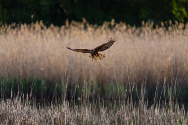 Açık bir günde, kamışla kaplı bir arazinin üzerinde uçan bataklık gemisi. Vahşi yırtıcı kuş doğal ortamda süzülüyor. Özgürlük, vahşi yaşam, kuş izleme ve ekoloji konuları için mükemmel..