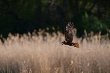 Açık bir günde, kamışla kaplı bir arazinin üzerinde uçan bataklık gemisi. Vahşi yırtıcı kuş doğal ortamda süzülüyor. Özgürlük, vahşi yaşam, kuş izleme ve ekoloji konuları için mükemmel..