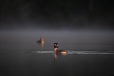 Sabahın erken saatlerinde sisli bir gölde yüzen büyük ibikli yaban ördeği. Yumuşak sisli ve durgun suların doğal yaşam ortamında yansıdığı sakin ve huzurlu vahşi yaşam sahnesi..