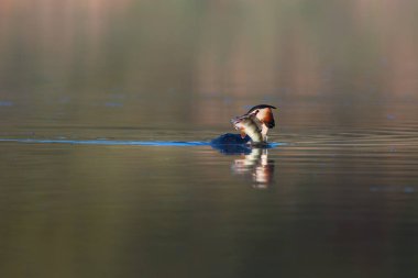 Sabahın erken saatlerinde gölette yüzen büyük ibikli domuz yağı. Yumuşak sisli ve durgun suların doğal yaşam ortamında yansıdığı sakin ve huzurlu vahşi yaşam sahnesi..