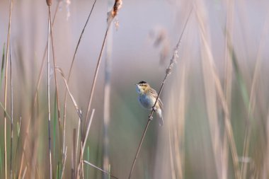 Doğal ortamdaki sazlıklar arasında tünemiş çayır bülbülü. Vahşi yaşam, kuş izleme ve ekolojiyle ilgili görseller için idealdir..