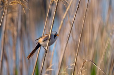 Close-up of a male bearded tit perched on a reed in natural habitat. Detailed view of plumage and distinctive facial markings. Calm wildlife moment in a sunlit marshland setting.
