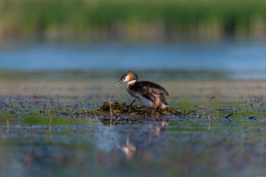 Sakin su ve yumuşak yansımalarla çevrili sessiz bir göl üzerinde yuva yapan büyük ibikli gres balığı. Doğal davranışı, üremeyi ve yalnızlığı vurgulayan sakin vahşi yaşam sahnesi.