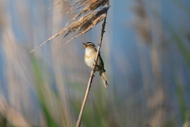 Avrasyalı Reed Warbler bir sazlığa tünemiş şarkı söylüyor. Yumuşak bokeh arkaplanlı arka plan, doğada huzurlu bir anı altın sabah ışığı ile yakalıyor.