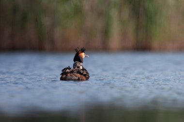 Sırtında çizgili yavrusuyla sakin bir gölde yüzen büyük ibikli yunus balığı. Aile bakımının ve doğal güzelliğin sakin sulak arazide görüldüğü vahşi yaşam sahnesi, doğa içeriği için mükemmel..