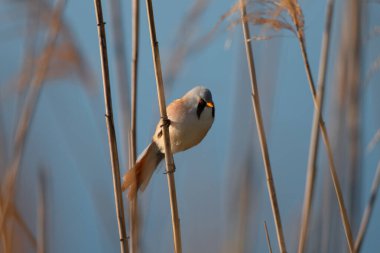 Whiskered tit perched on dry reed against a blue background. Captured in natural habitat, this wildlife photo highlights birdwatching, ecology, and tranquility in nature.