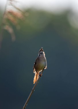 İnce bir dala tünemiş gün doğumunda öten büyük bülbül. Yumuşak bokeh arkaplanlı arka plan, doğada huzurlu bir anı altın sabah ışığı ile yakalıyor..