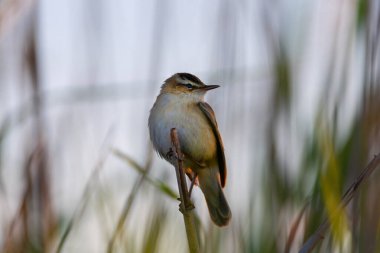 Çayır bülbülü doğal ortamdaki bir sazlığa tünemişti. Hassas tüyler ve sakin pozlar, özgürlüğü, vahşi yaşam güzelliğini ve doğadaki huzuru simgeliyor..