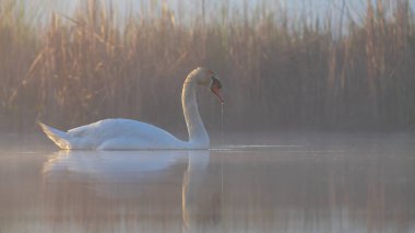 Yalnız bir kuğu gün doğumunda sisli bir gölde huzur içinde süzülür. Yumuşak altın ışık ve durgun su kusursuz yansıması ve doğal uyumu olan dingin, ruhani bir atmosfer yaratır..
