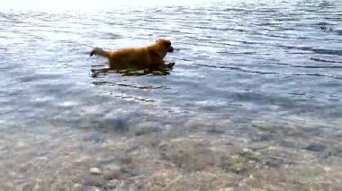 Evcil bir köpek aktif bir yürüyüşten sonra okyanusa girdi ve cesedini suyun üstünde tuttu. Köpek periyodik olarak suyun dibindeki suya bakar, ilginç bir şey bulmaya çalışır, sabit duramaz..