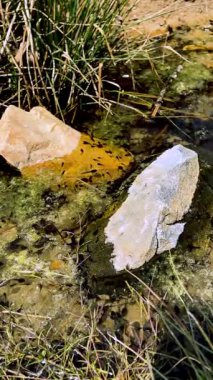 Siyah kurbağa yavruları taşlarla sığ bir gölette yüzerler. Suyun yüzeyinde yeşil kurbağa yumurtalarının kalıntıları var. Biyoloji ve zooloji için eğitici video. Kurbağaların erken gelişim aşaması.