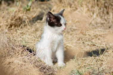 Doğadaki küçük kedi yavrusu. Bir kedinin portresi