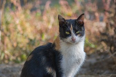 Güzel bir kedinin portresi. Doğadaki kedi.