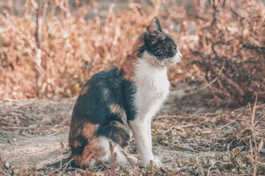 Güzel bir kedinin portresi. Doğadaki kedi.