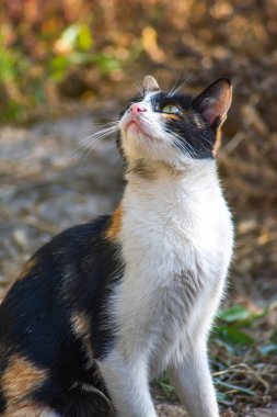 Güzel bir kedinin portresi. Doğadaki kedi.